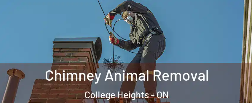 Chimney Animal Removal College Heights - ON