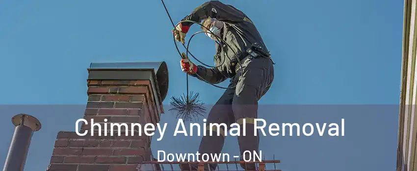 Chimney Animal Removal Downtown - ON