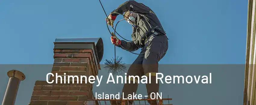 Chimney Animal Removal Island Lake - ON