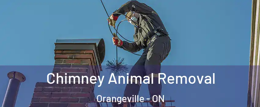Chimney Animal Removal Orangeville - ON