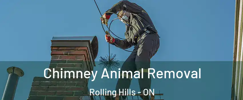 Chimney Animal Removal Rolling Hills - ON