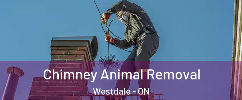  Chimney Animal Removal Westdale - ON