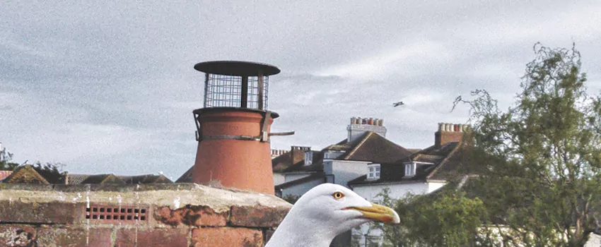 Chimney Cap Bird Guard Repair in Meadowlands, Ontario